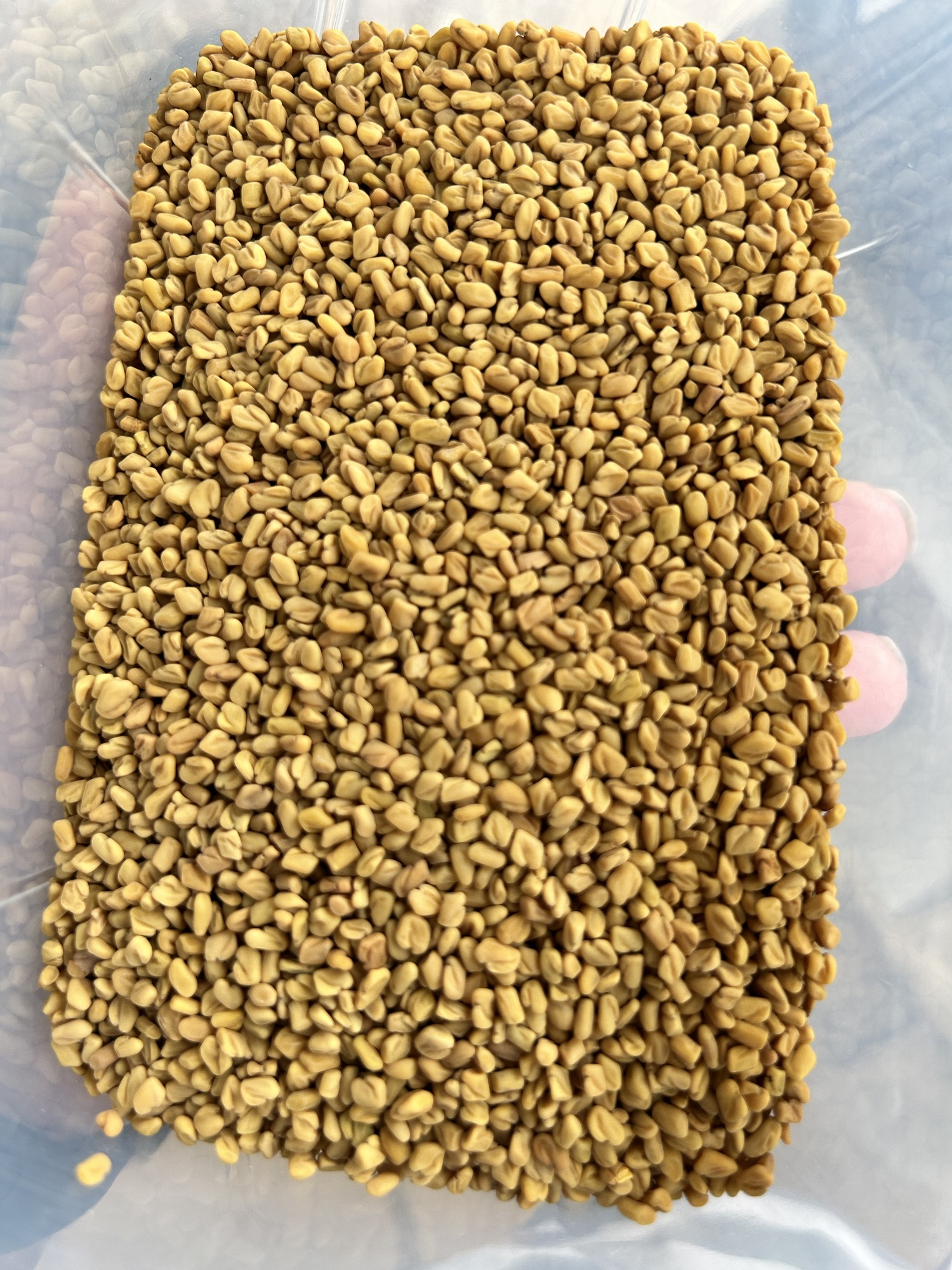 Flavorful Homemade Fenugreek Powder